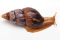 Limicolaria numidica Cameroon dark stripes adult, 55mm